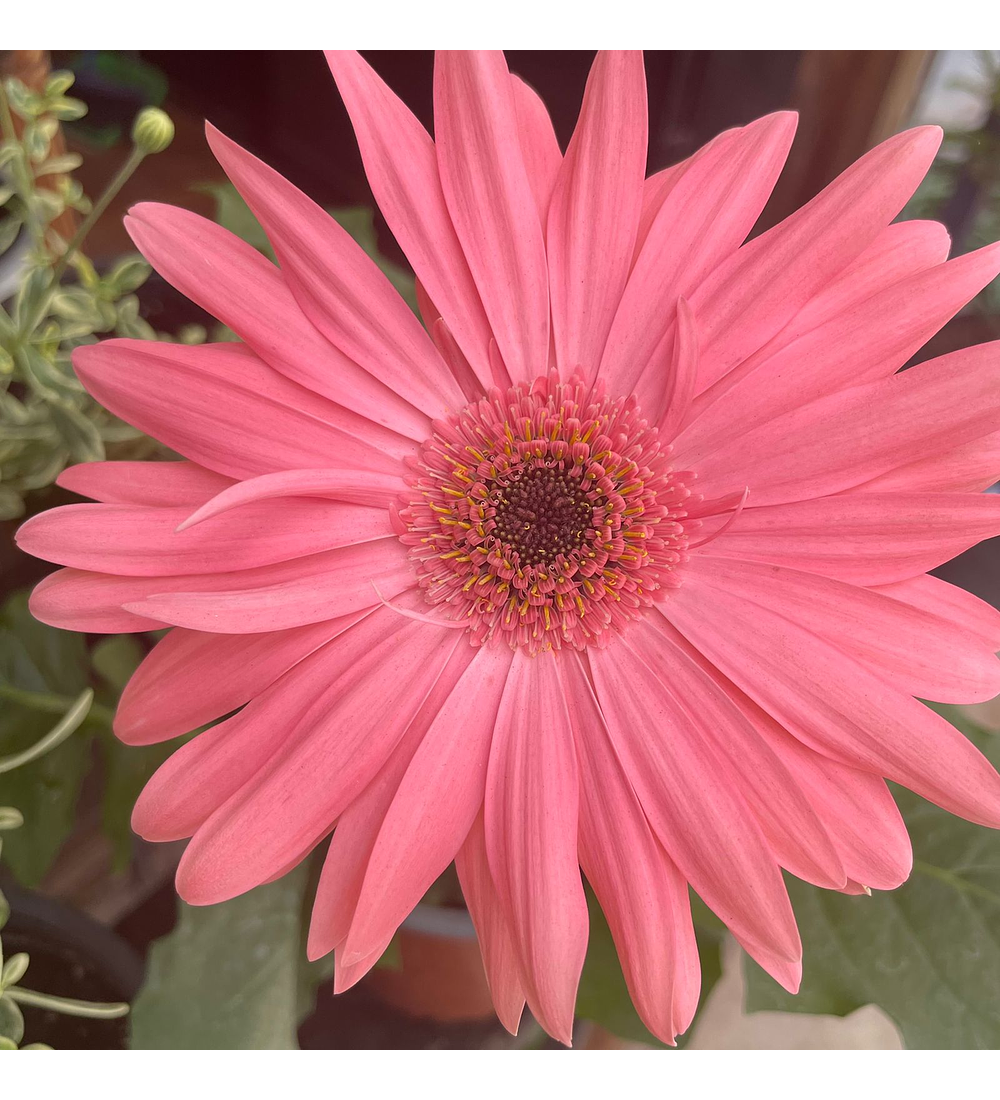 Gerbera