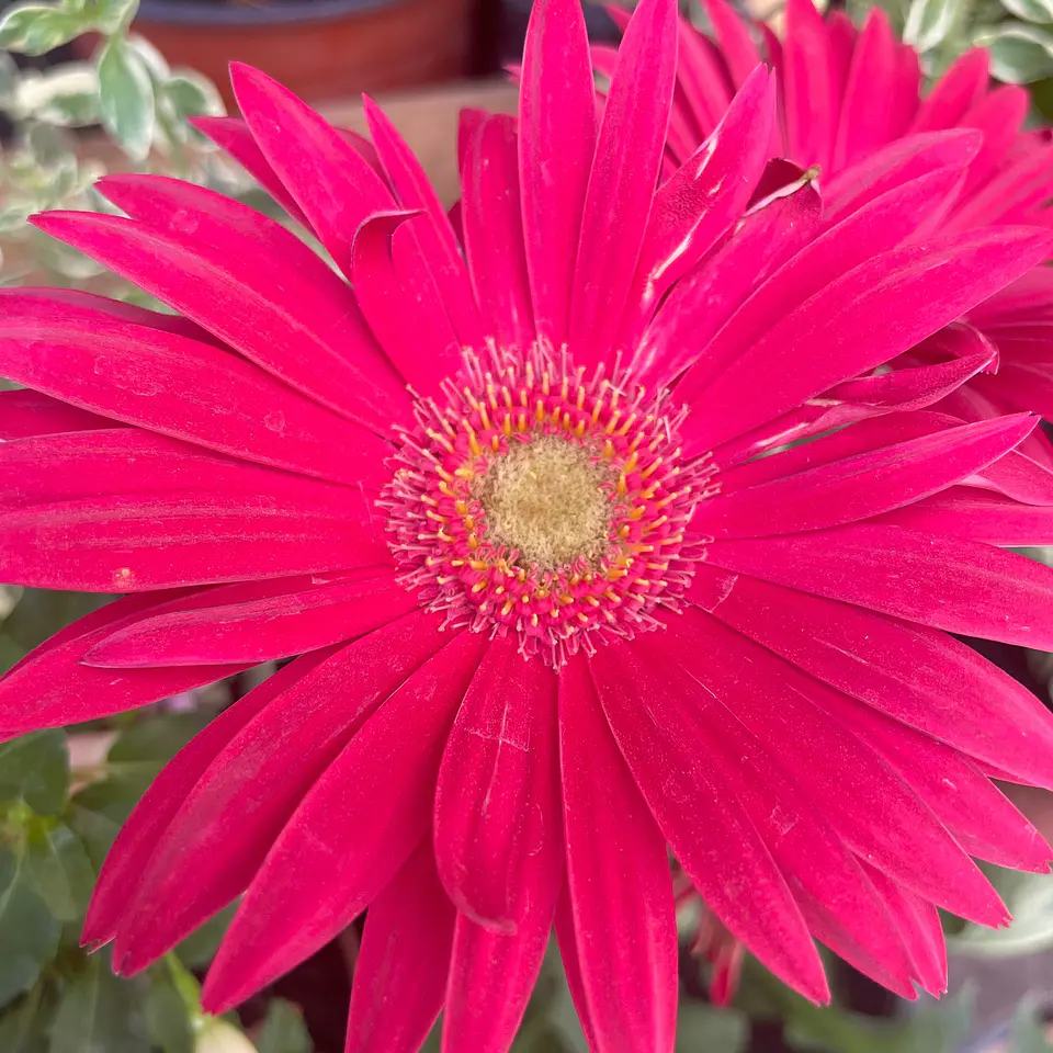 Gerbera 3