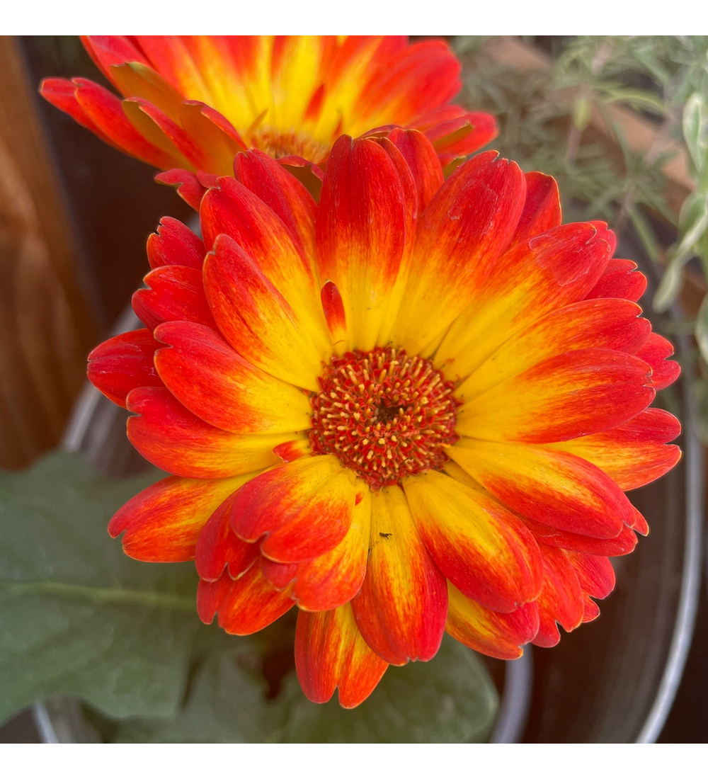 Gerbera