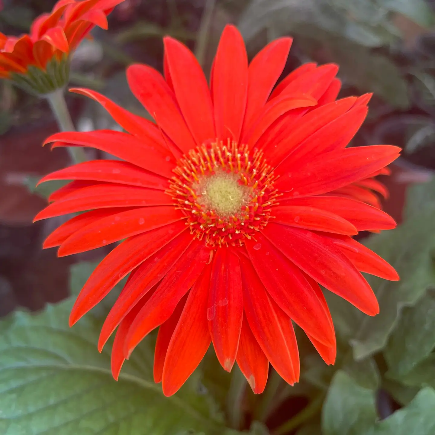 Gerbera 4