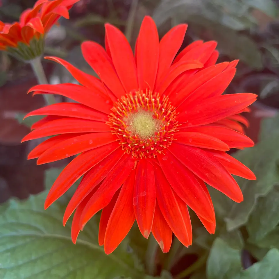 Gerbera 4