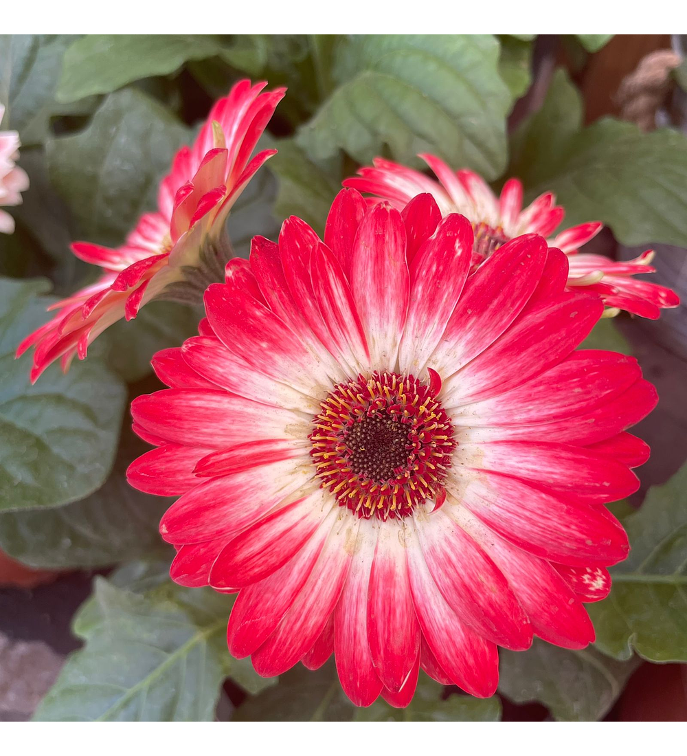 Gerbera