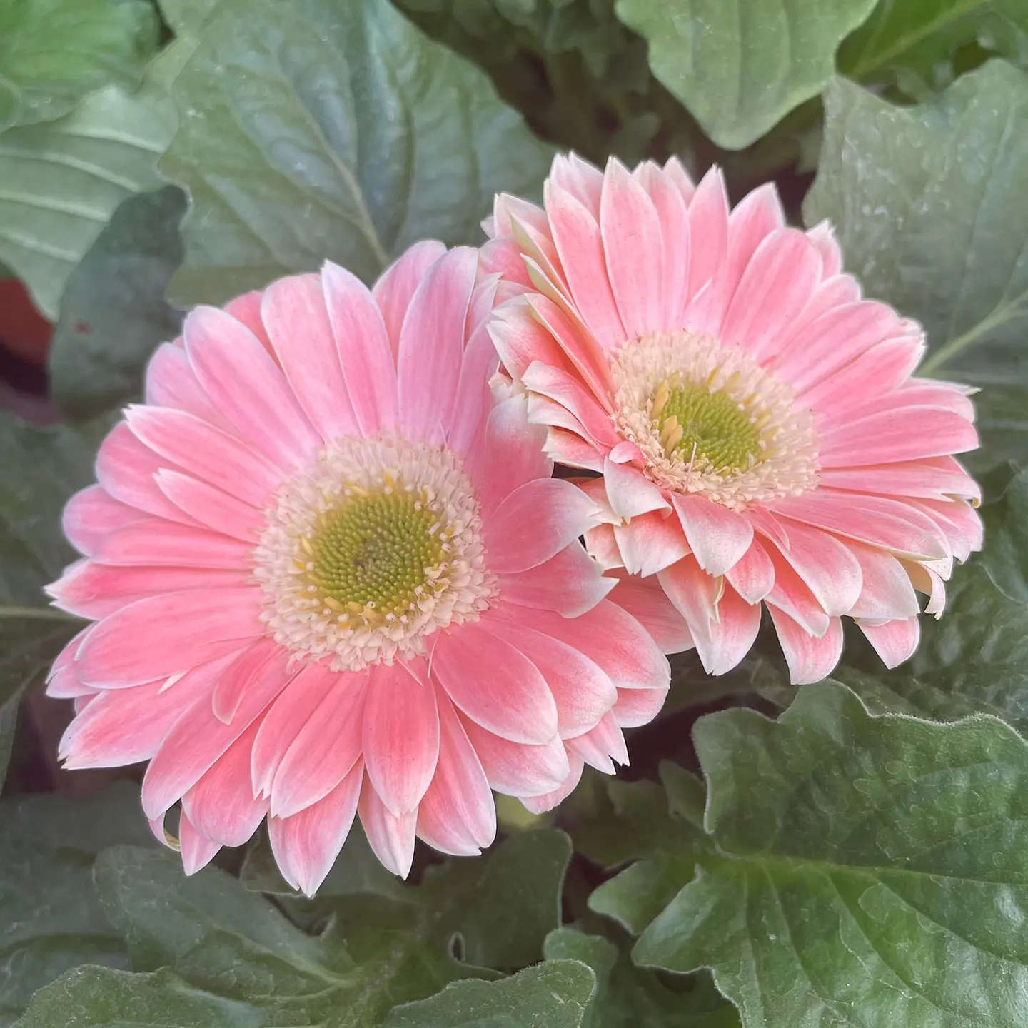 Gerbera 5