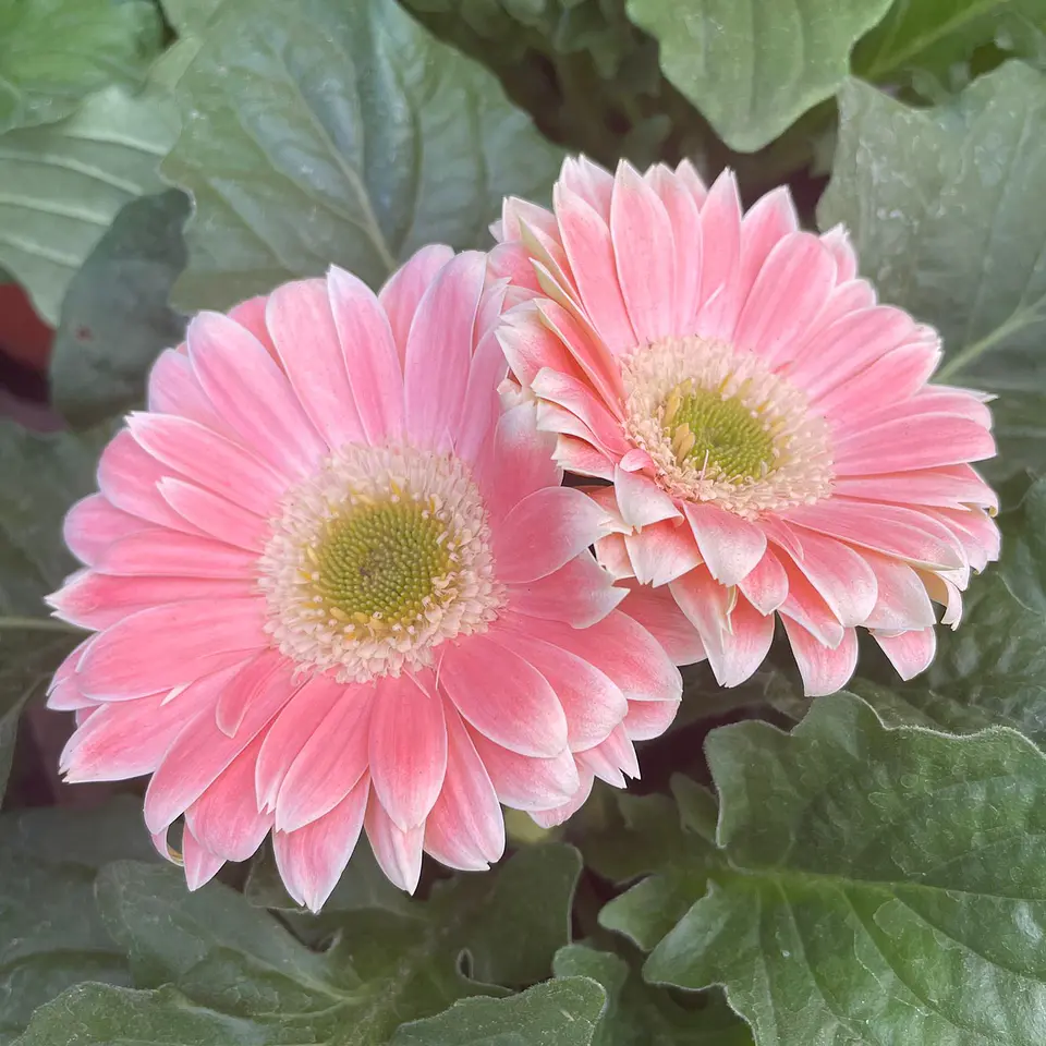 Gerbera 5