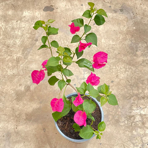 Bugambilea Trepadora
