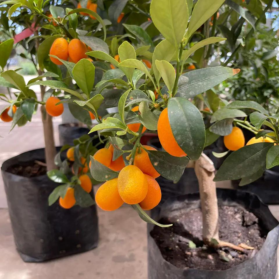 Kumquat 2