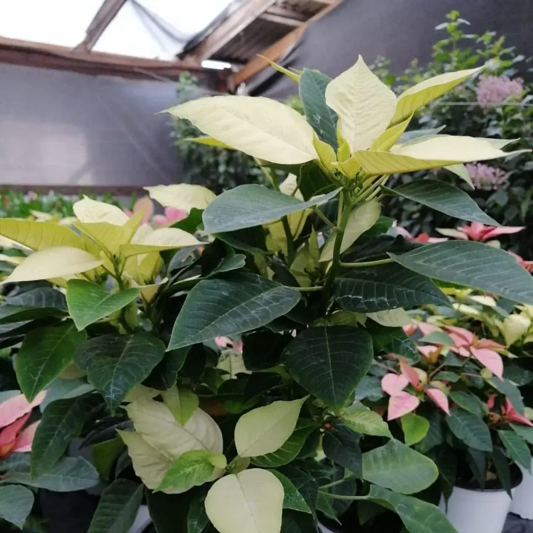 Poinsettia Amarilla 2