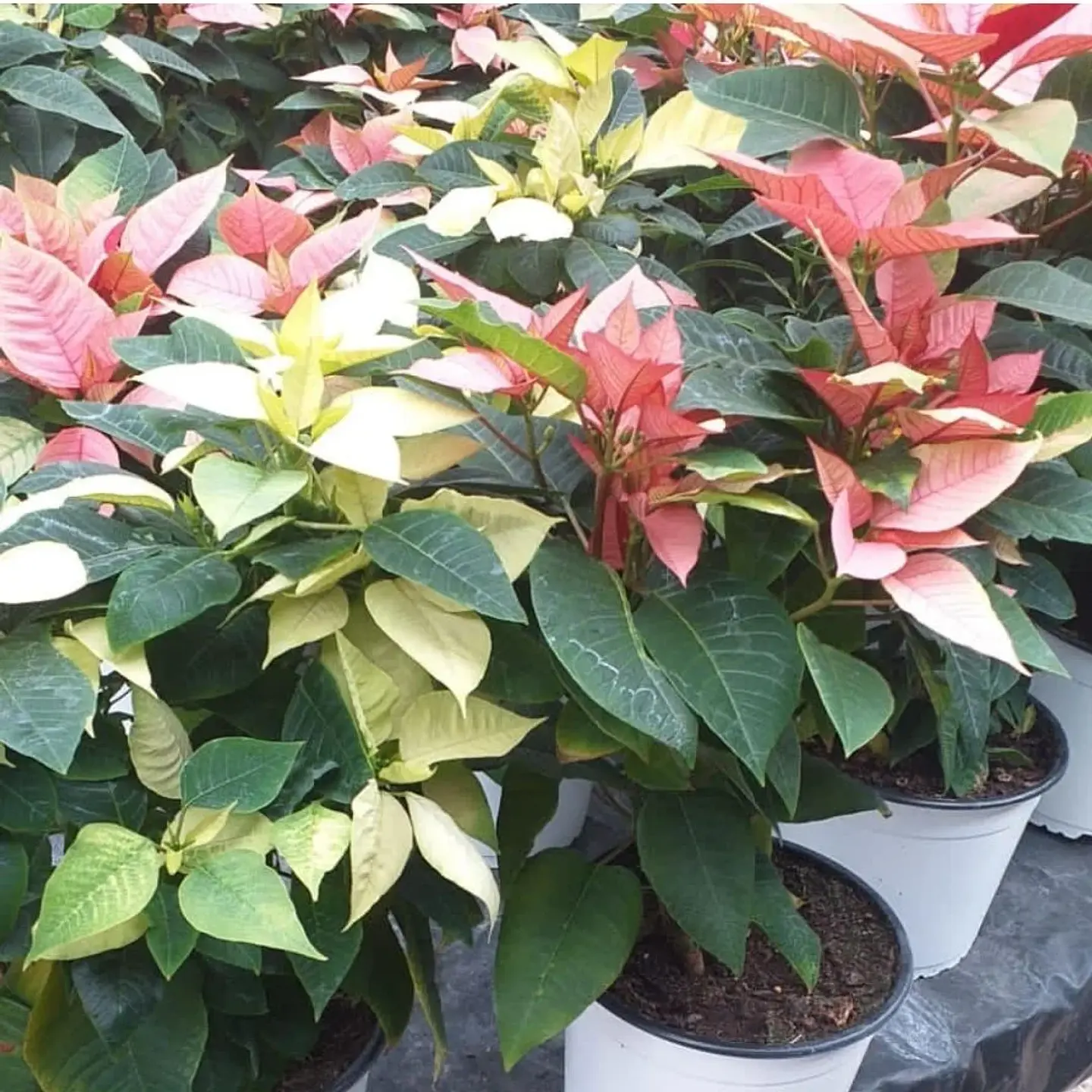 Poinsettia Rosada 3