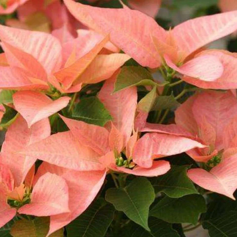 Poinsettia Rosada