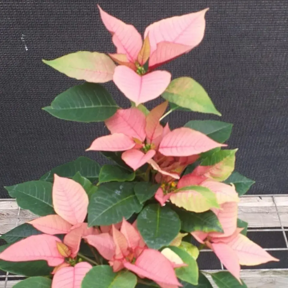 Poinsettia Rosada 2