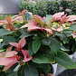 Poinsettia Rosada - Miniatura 4