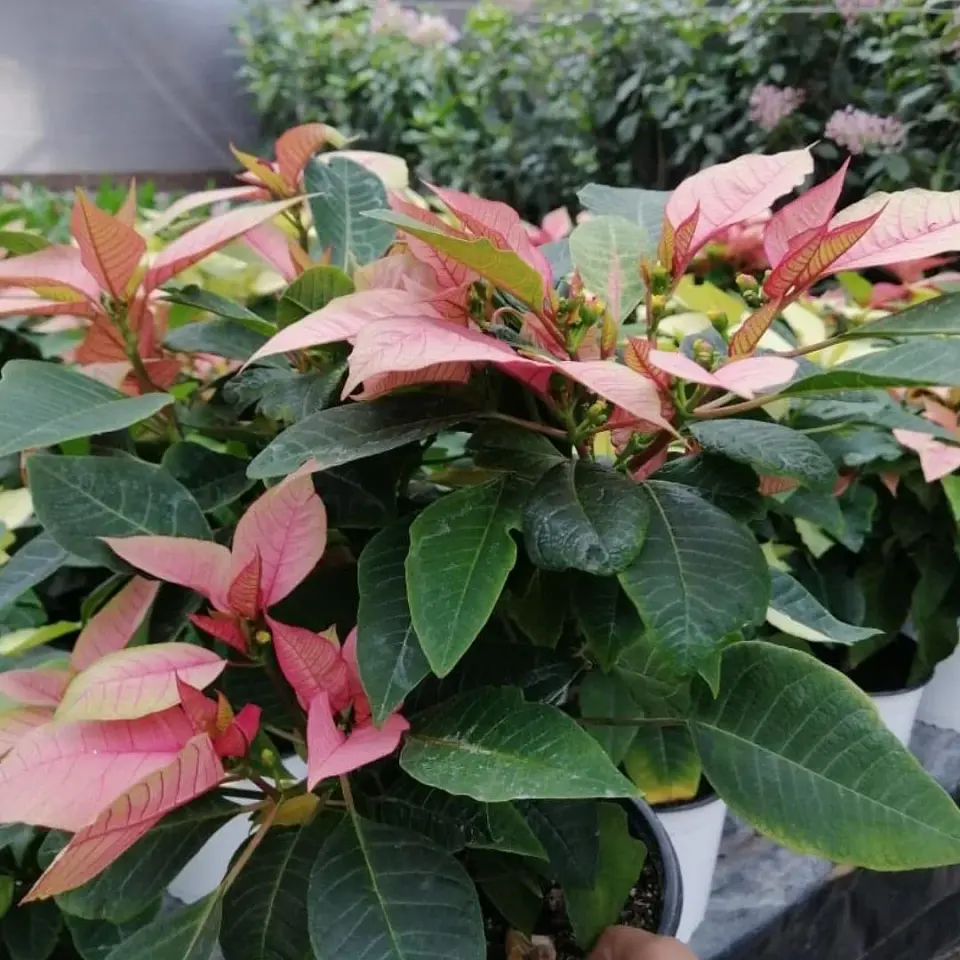 Poinsettia Rosada 4