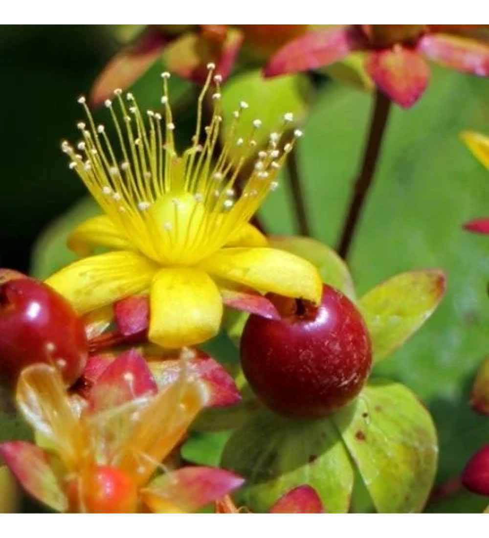 Hypericum arbustivo