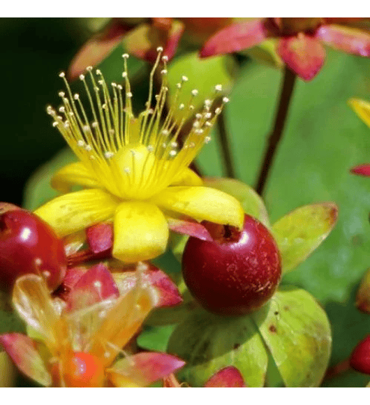 Hypericum arbustivo