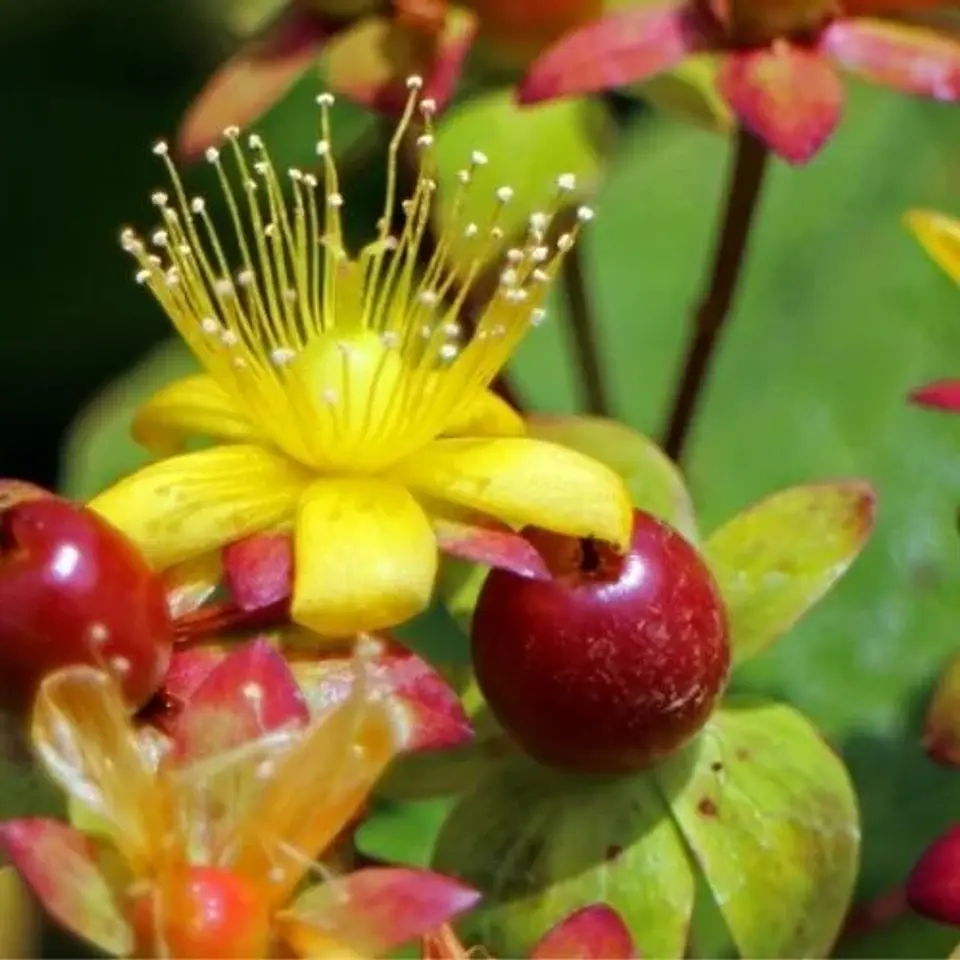 Hypericum arbustivo 1