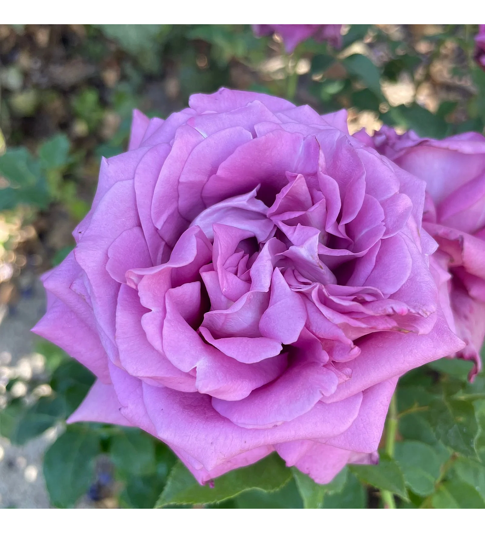 Rosa Lavender Perfumella