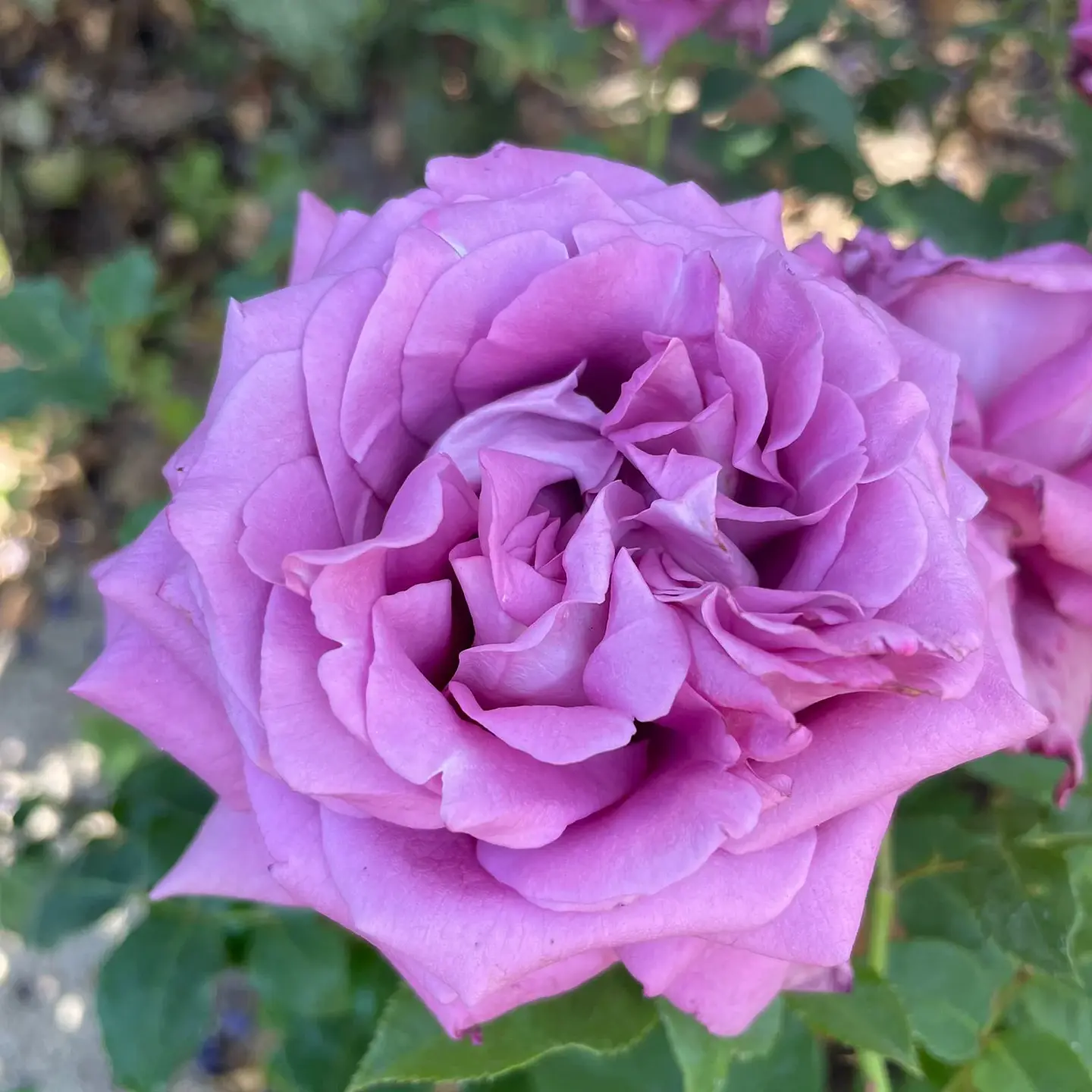 Rosa Lavender Perfumella 2