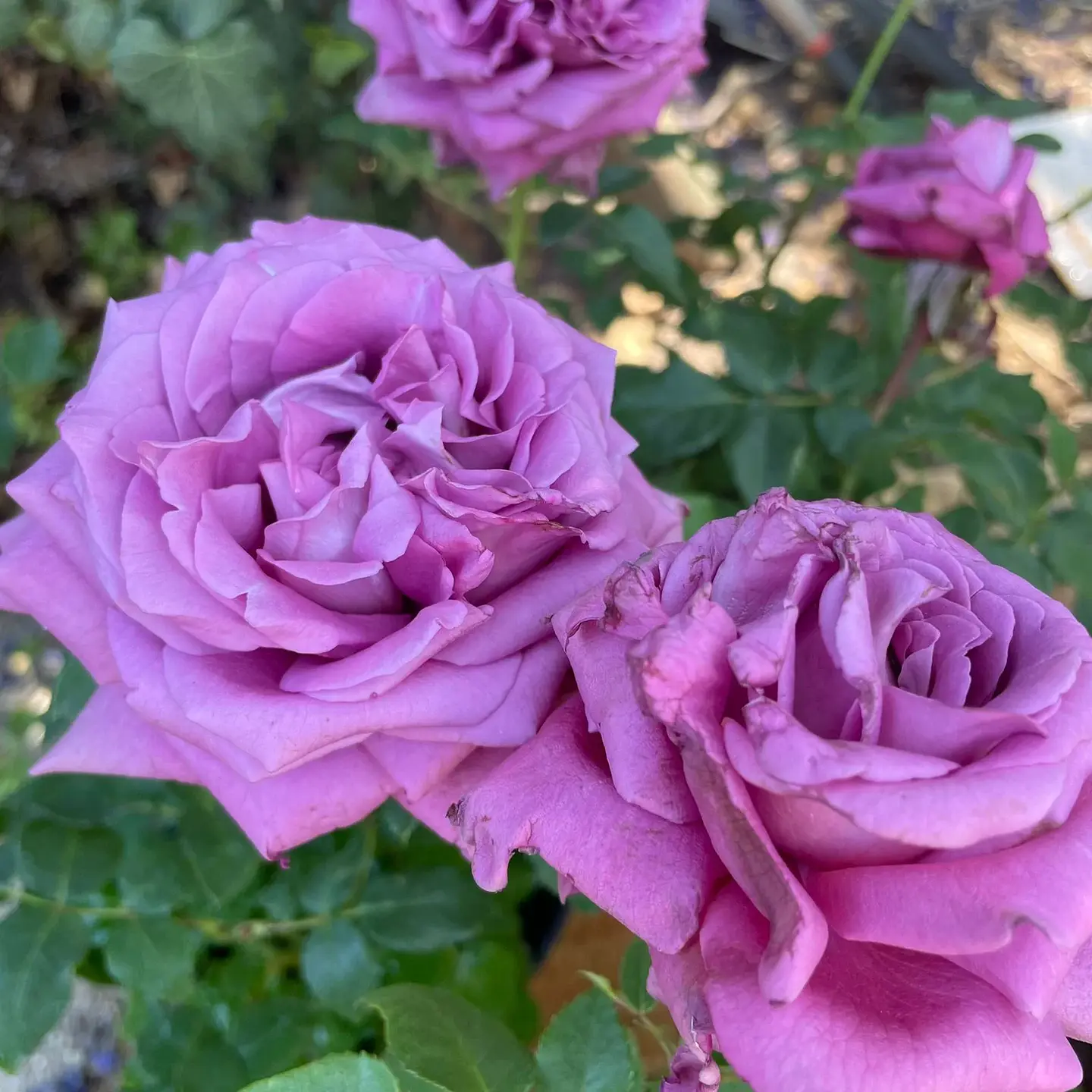 Rosa Lavender Perfumella 3