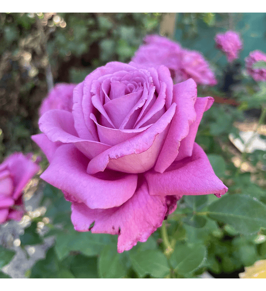 Rosa Lavender Perfumella