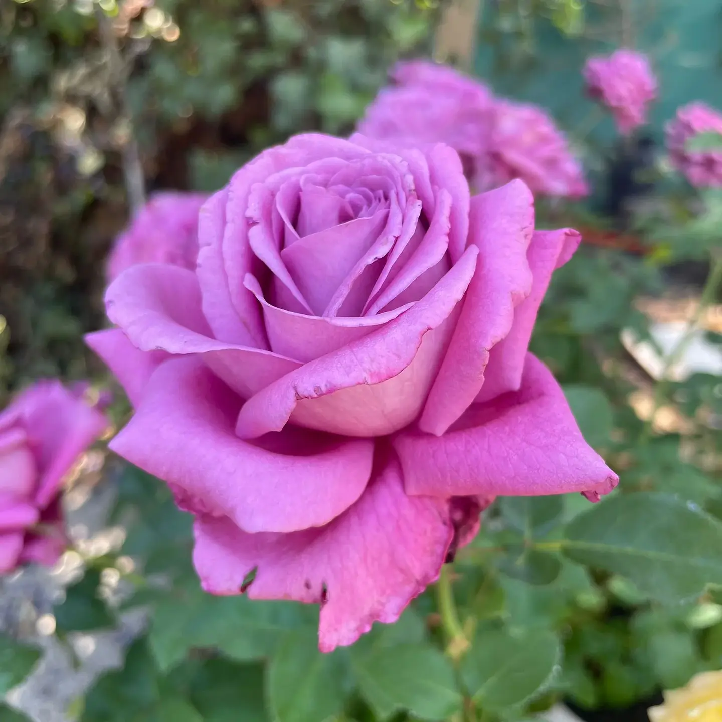 Rosa Lavender Perfumella 1