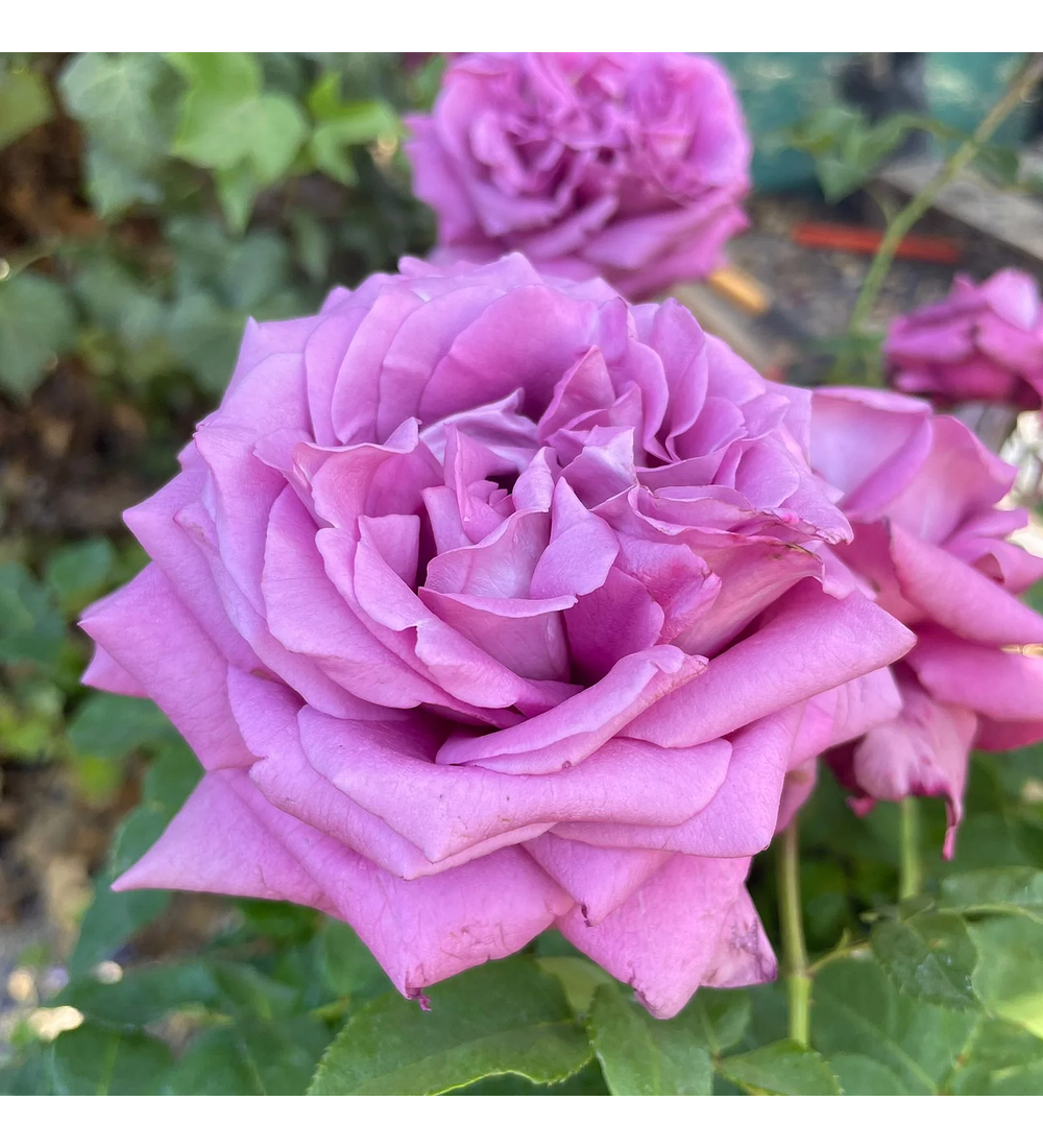 Rosa Lavender Perfumella