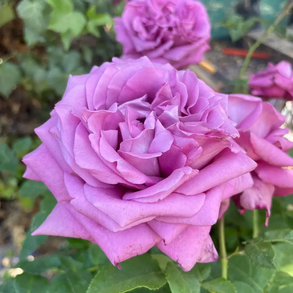 Rosa Lavender Perfumella 4