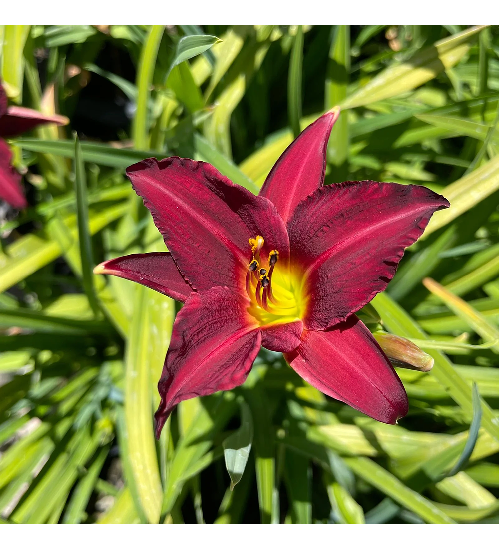 Hemerocallis enano Pardon Me