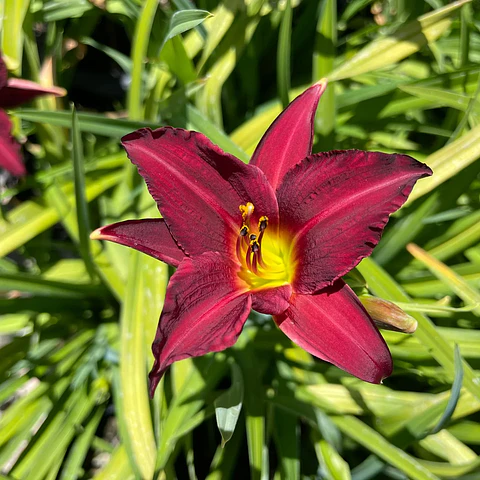 Hemerocallis enano Pardon Me