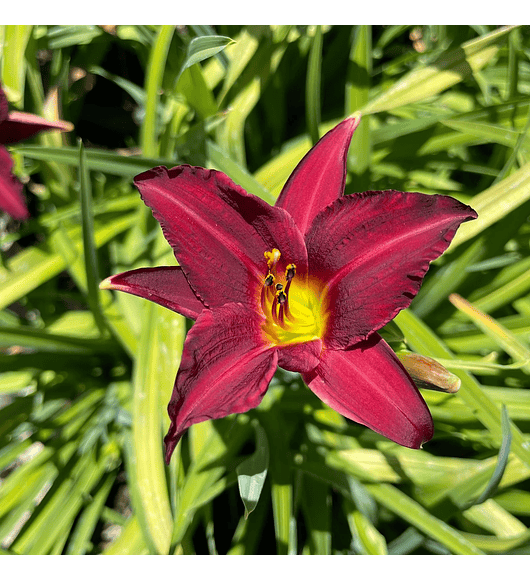 Hemerocallis enano Pardon Me