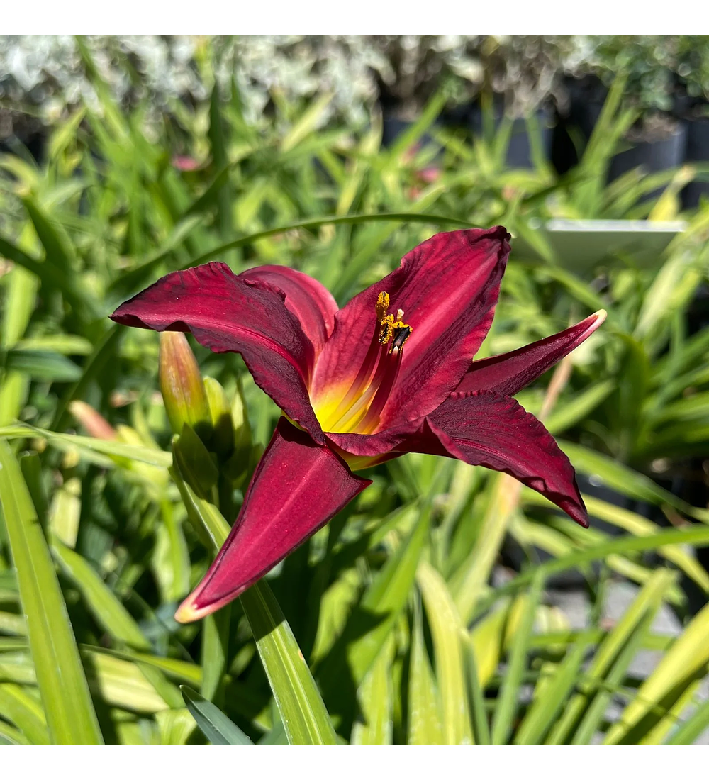 Hemerocallis enano Pardon Me