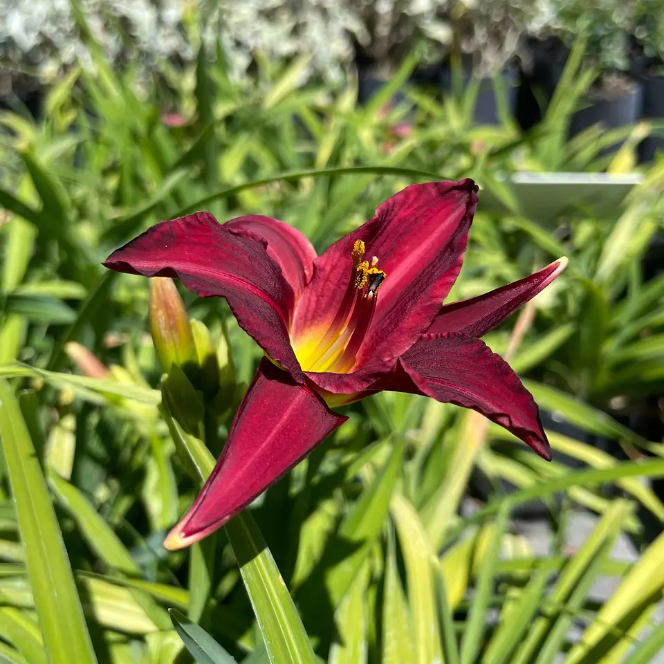 Hemerocallis enano Pardon Me 2