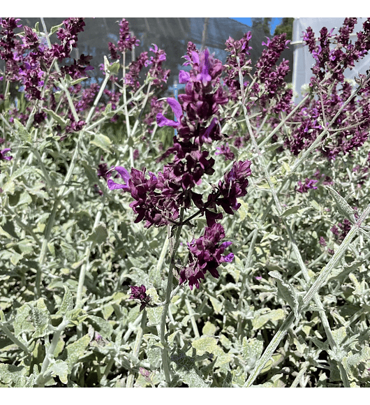 Salvia Canariensis