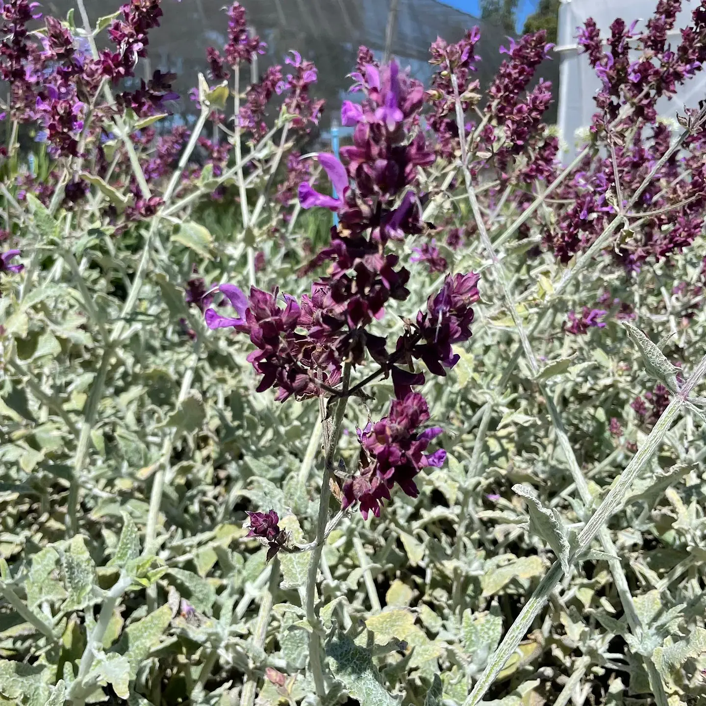 Salvia Canariensis 1