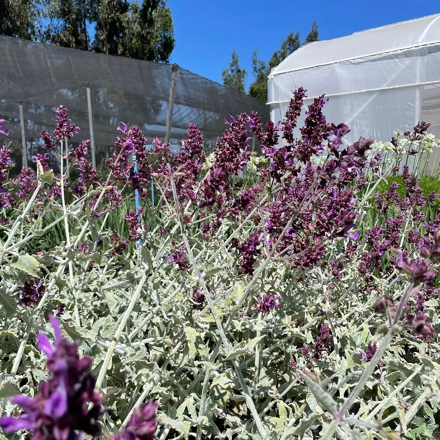 Salvia Canariensis 2