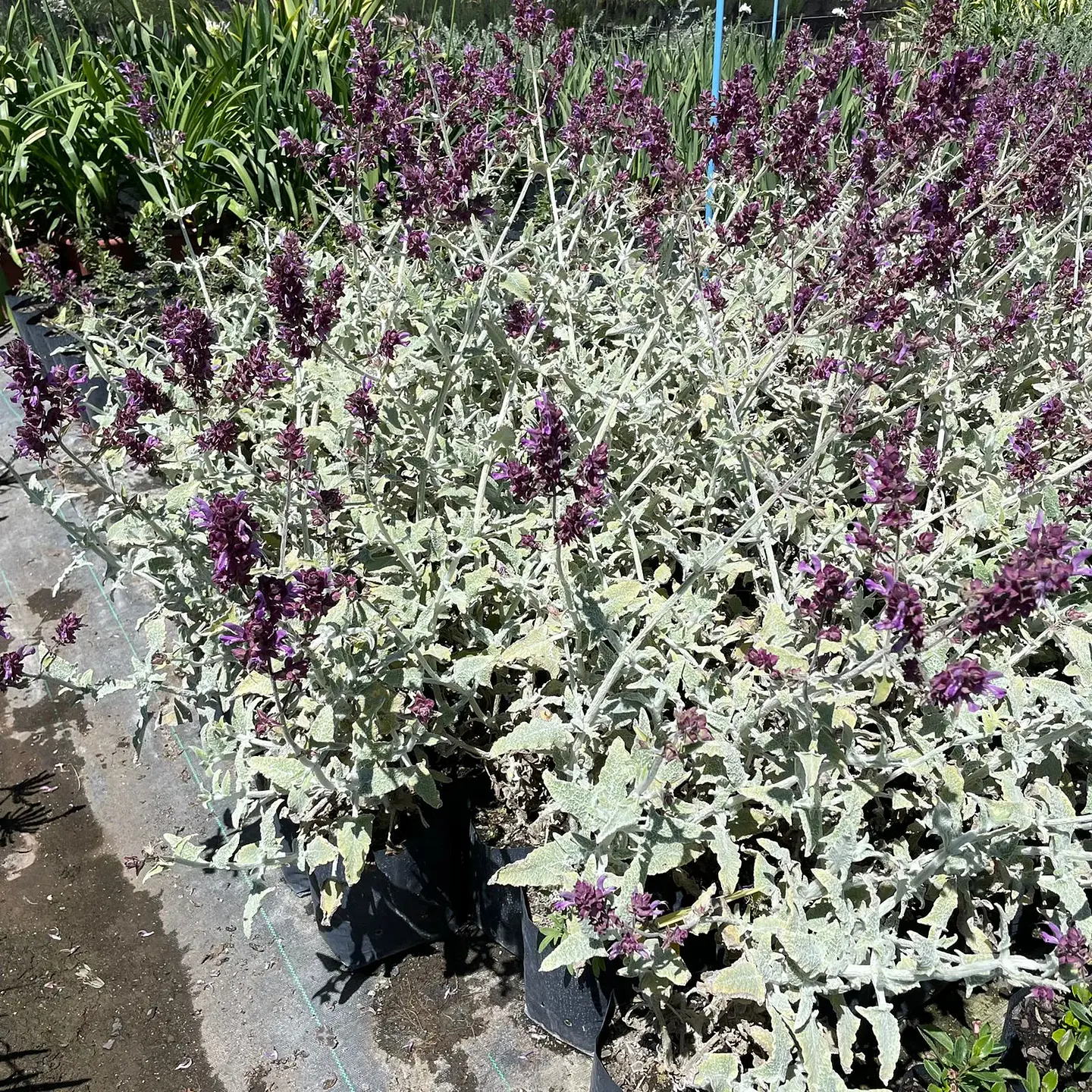 Salvia Canariensis 3
