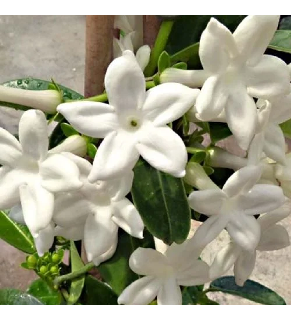 Jazmín Stephanotis