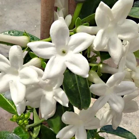 Jazmín Stephanotis