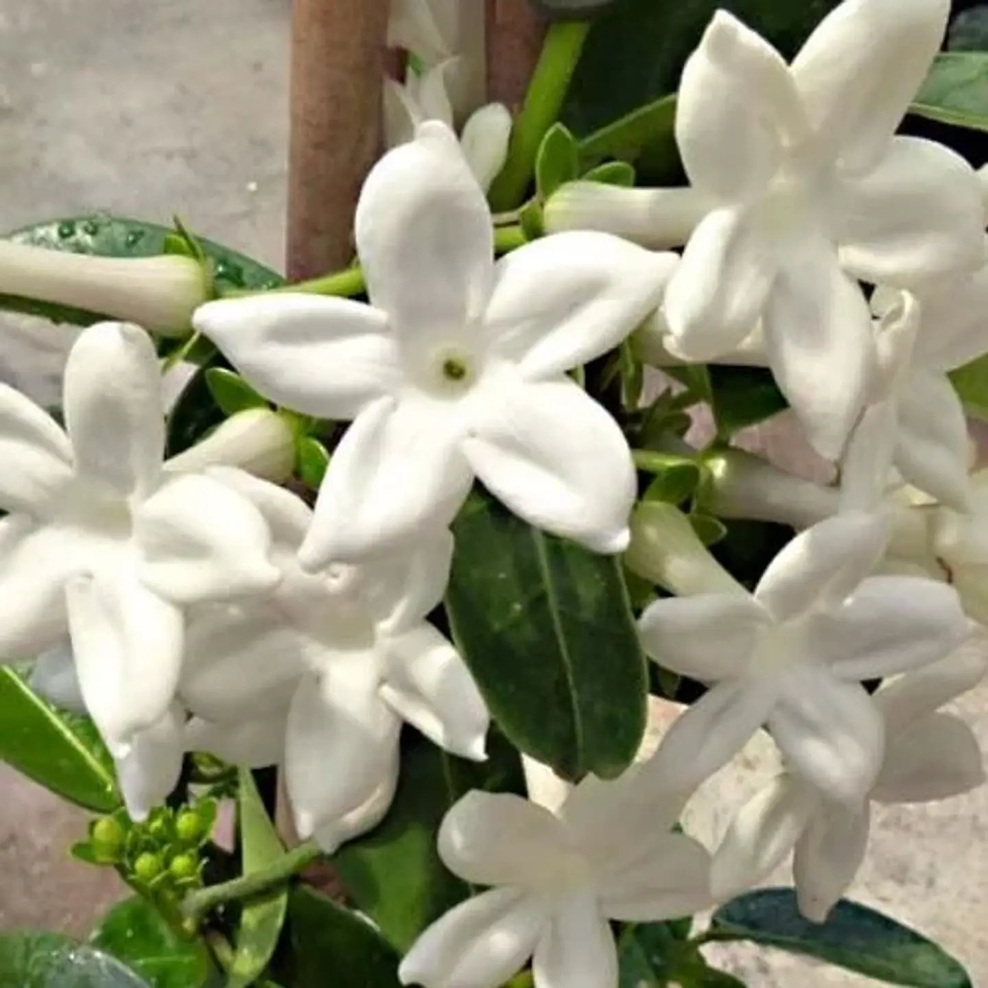 Jazmín Stephanotis 1