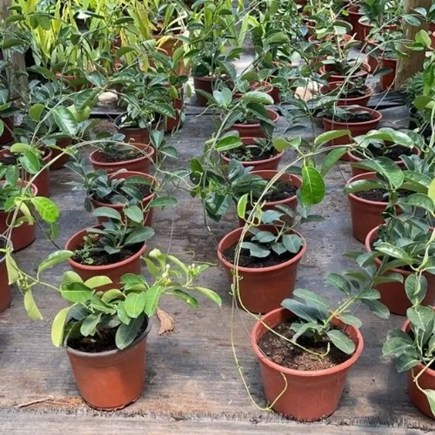 Jazmín Stephanotis 3