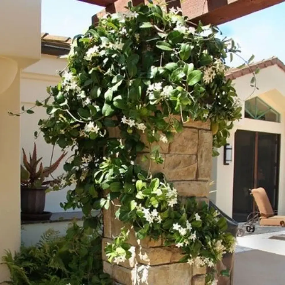 Jazmín Stephanotis 4