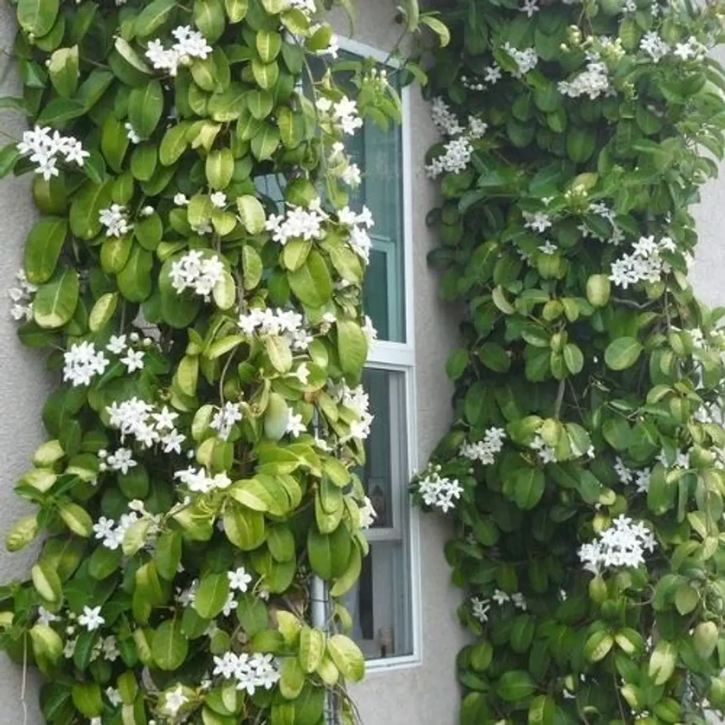 Jazmín Stephanotis 5