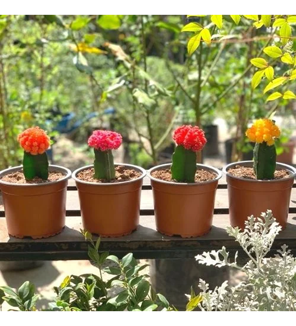 Cactus injertado