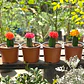 Cactus injertado - Miniatura 1