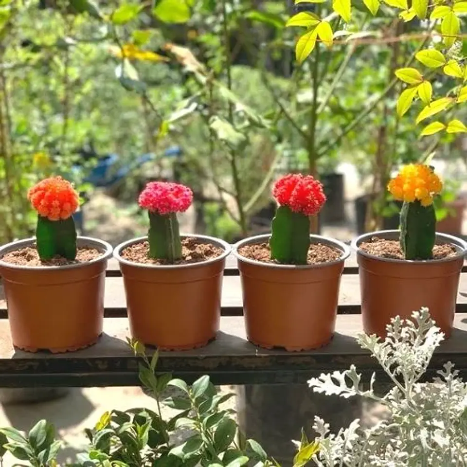 Cactus injertado 1