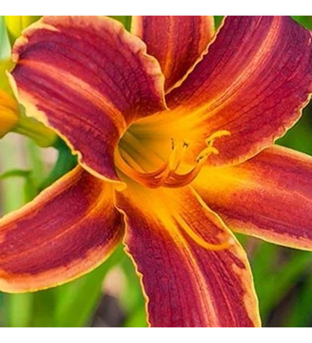 Hemerocallis Bella Lugosi