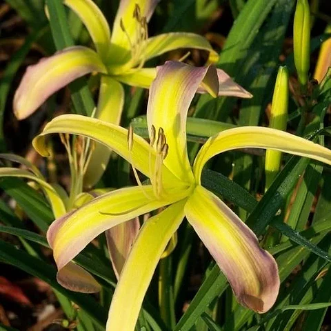 Hemerocallis String Bikini