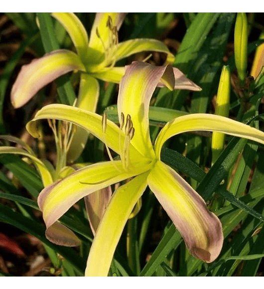 Hemerocallis String Bikini