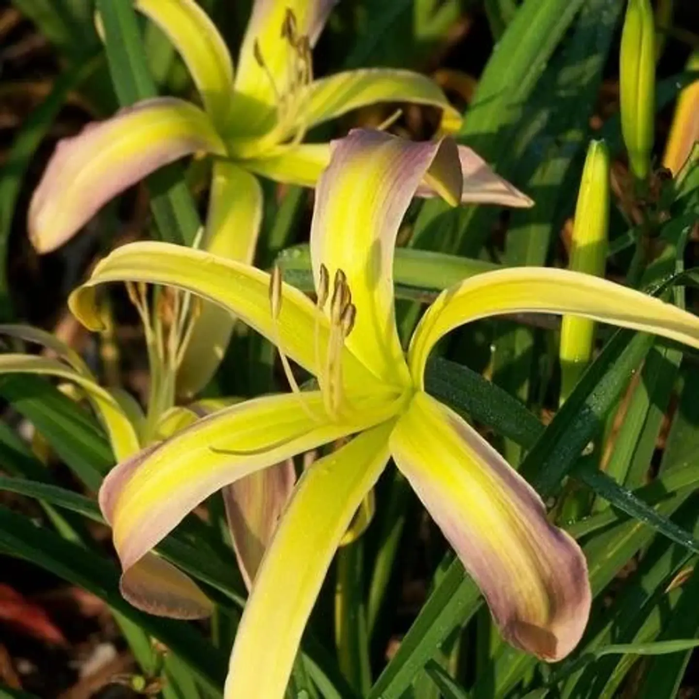 Hemerocallis String Bikini 1