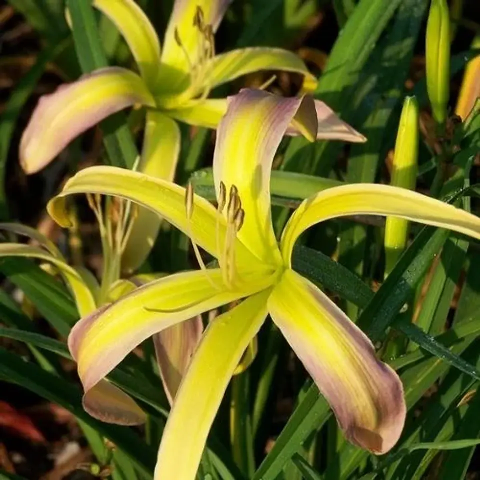 Hemerocallis String Bikini 1