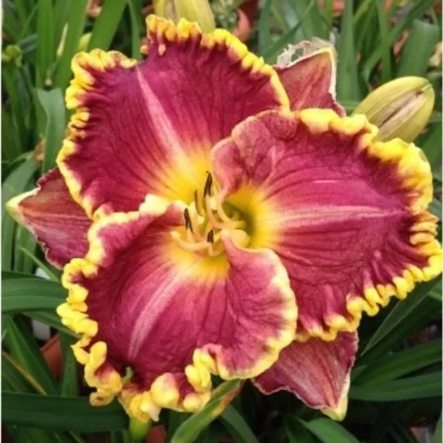 Hemerocallis Daria 1